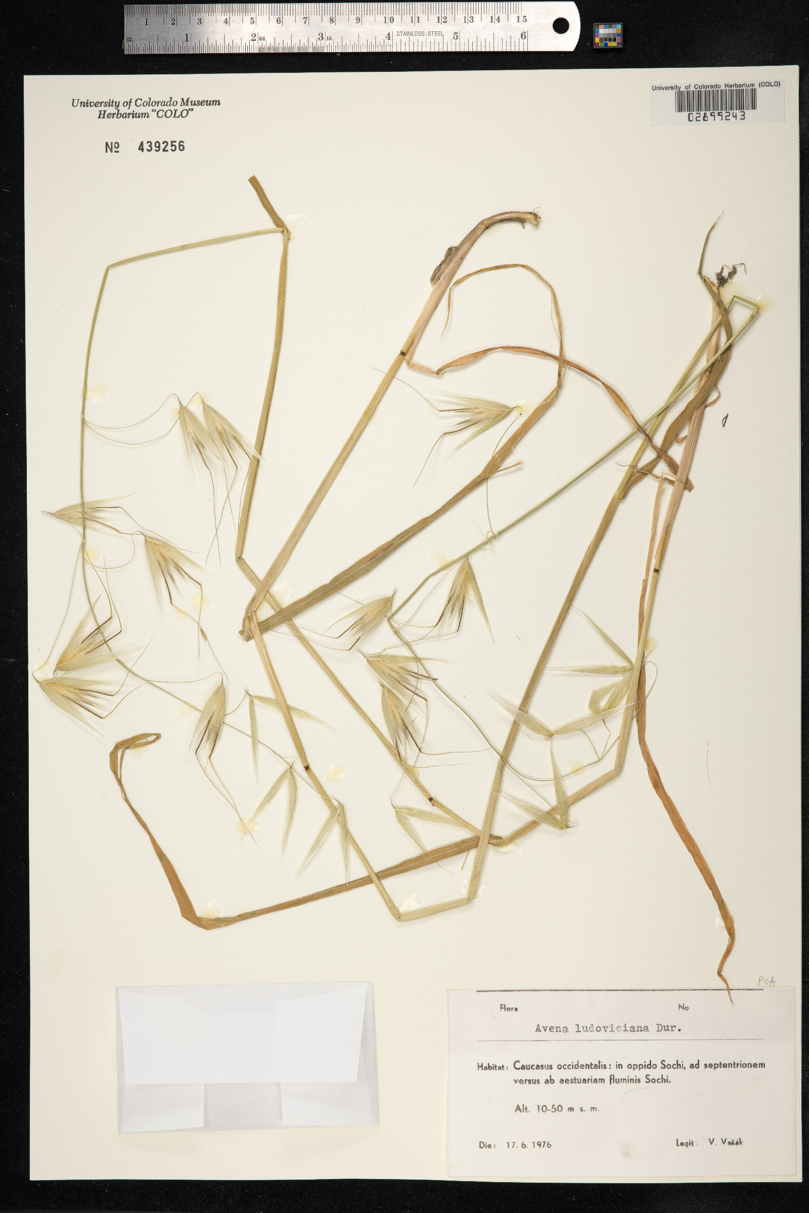 Avena sterilis image