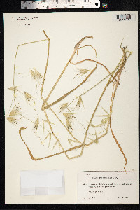 Image of Avena sterilis