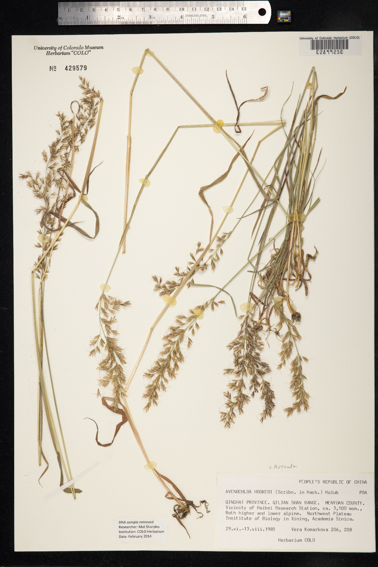 Avenula hookeri image