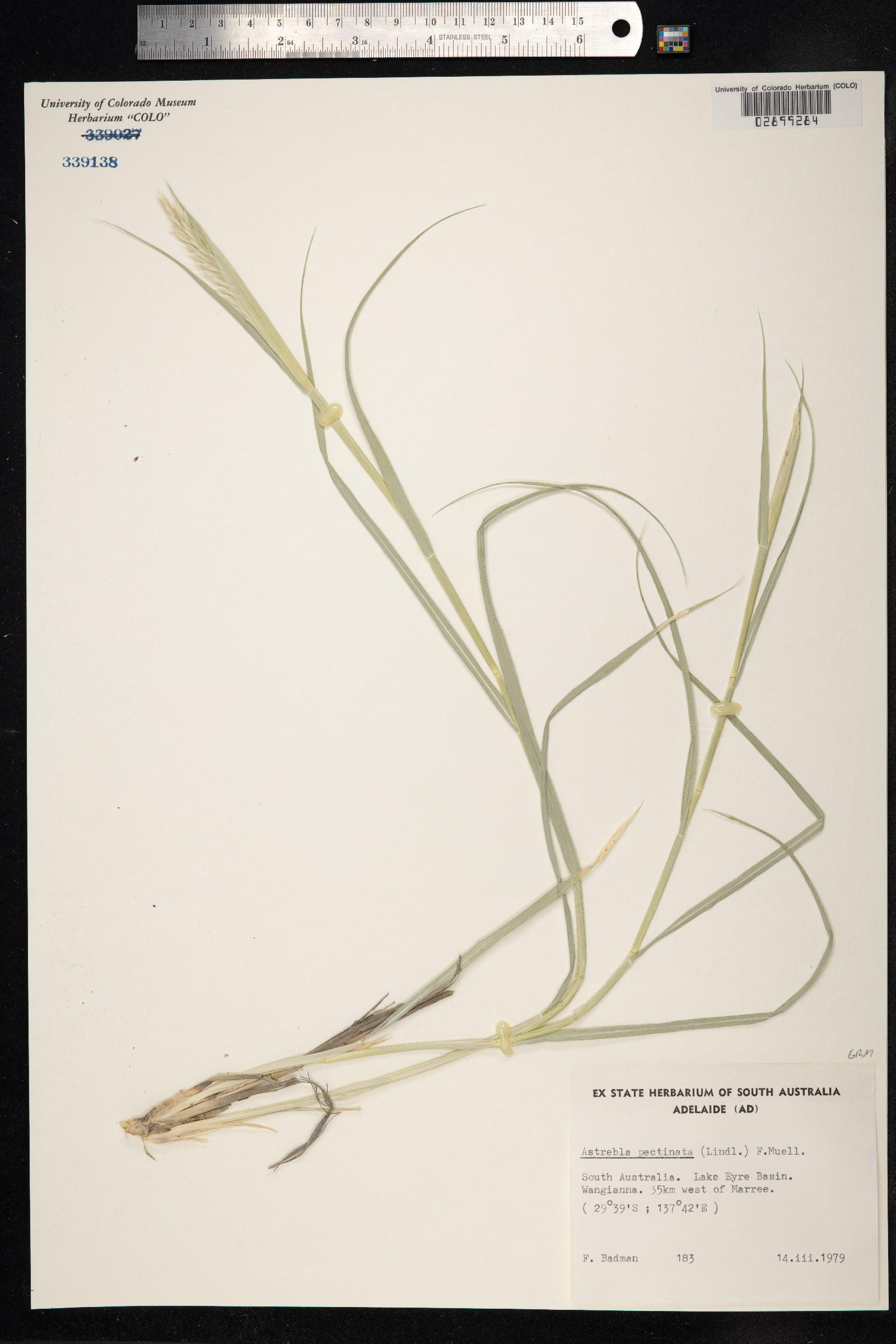 Astrebla pectinata image