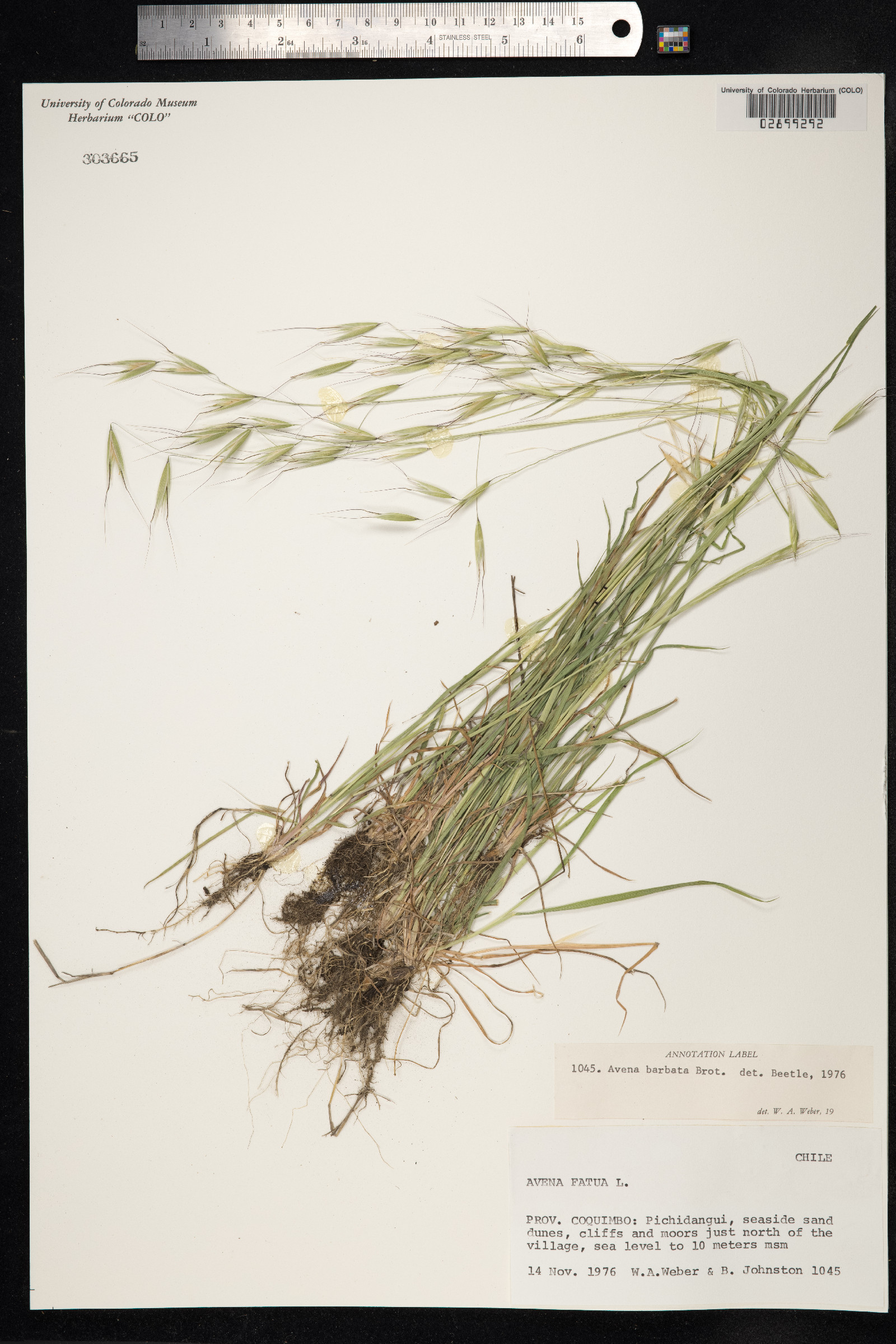 Avena barbata image