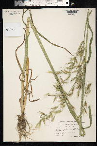 Avena fatua image