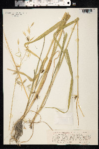 Avena fatua image