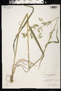 Avena fatua image