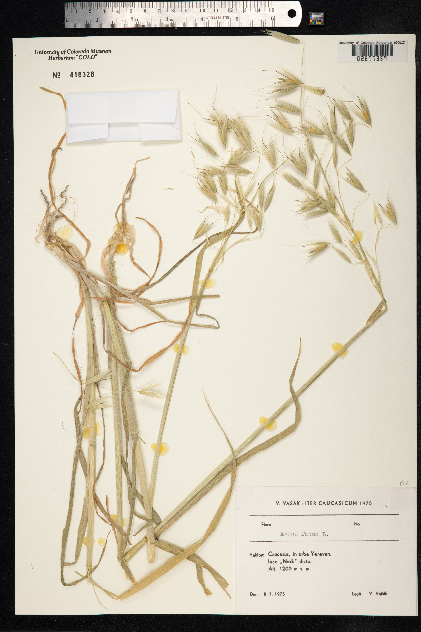 Avena fatua image
