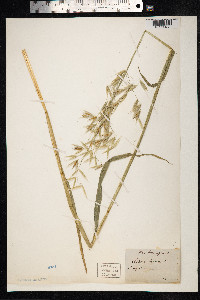 Avena fatua image
