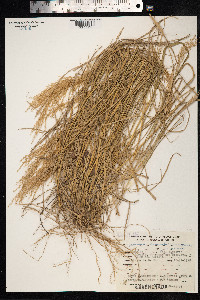 Image of Muhlenbergia berteroniana