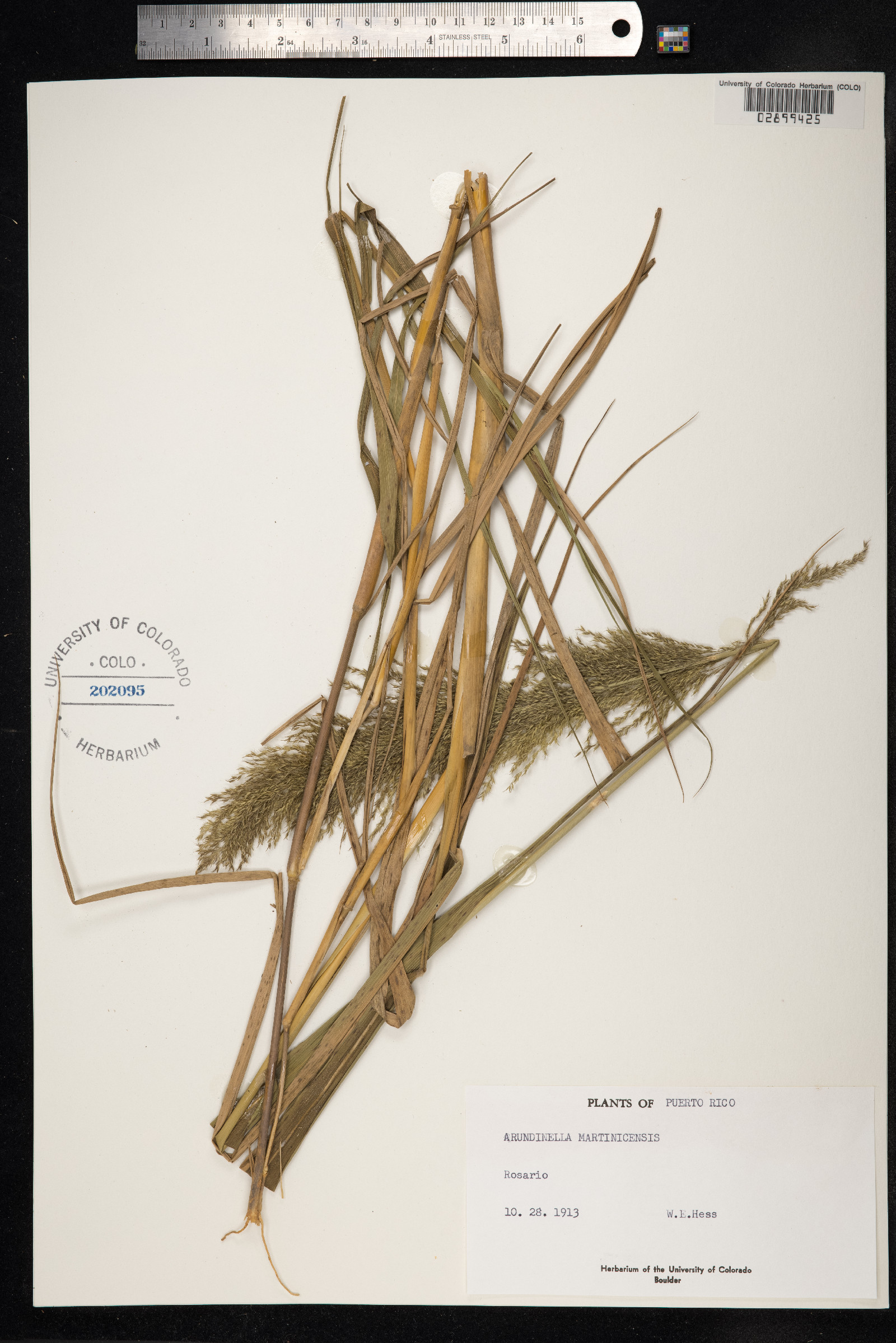 Arundinella hispida image