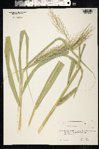 Arundo donax image