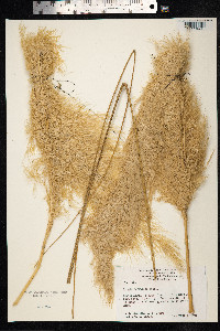 Image of Arundo conspicua