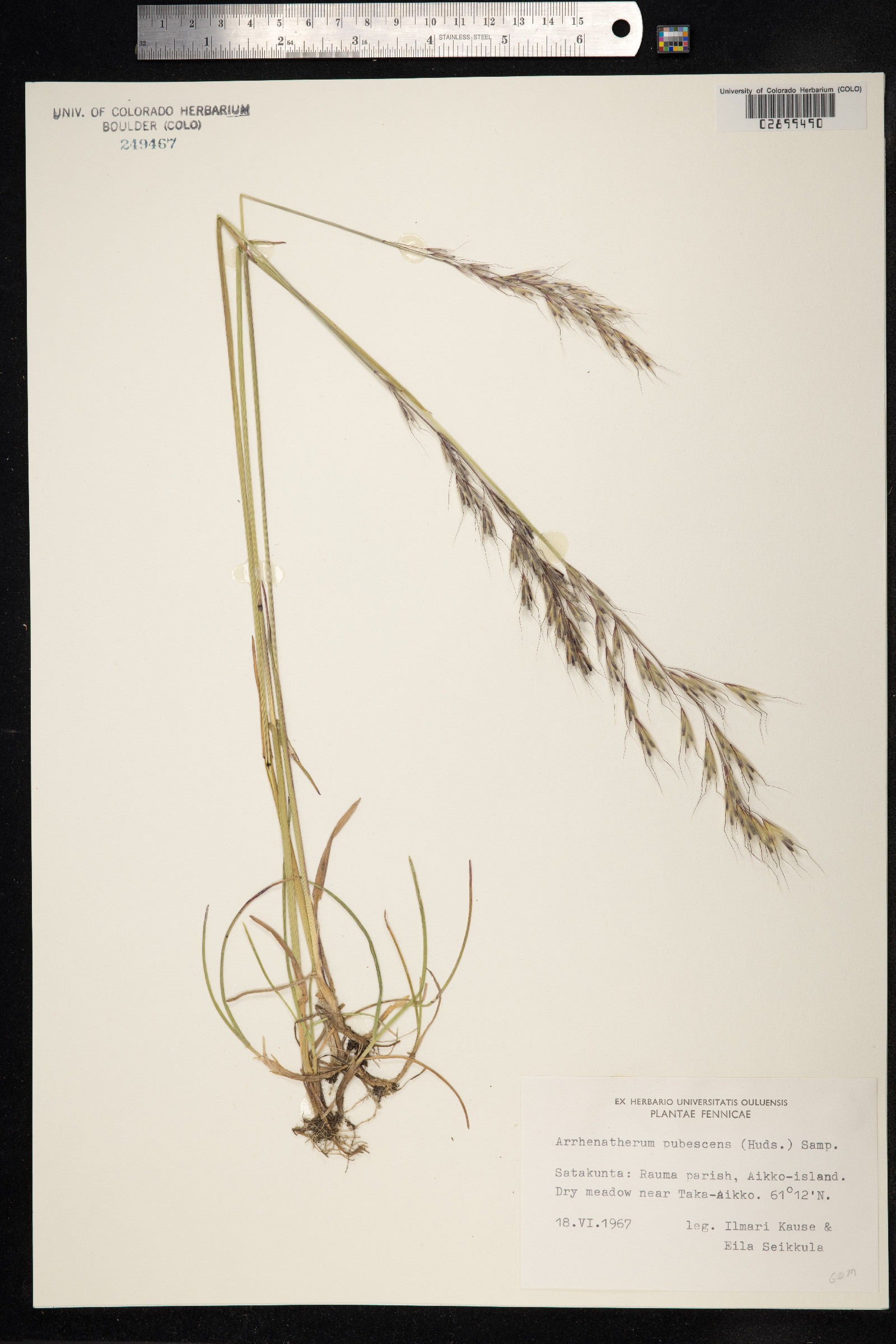 Avenula pubescens image