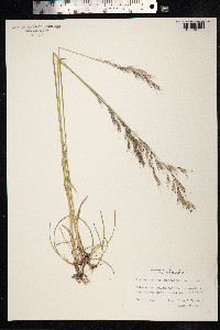 Avenula pubescens image