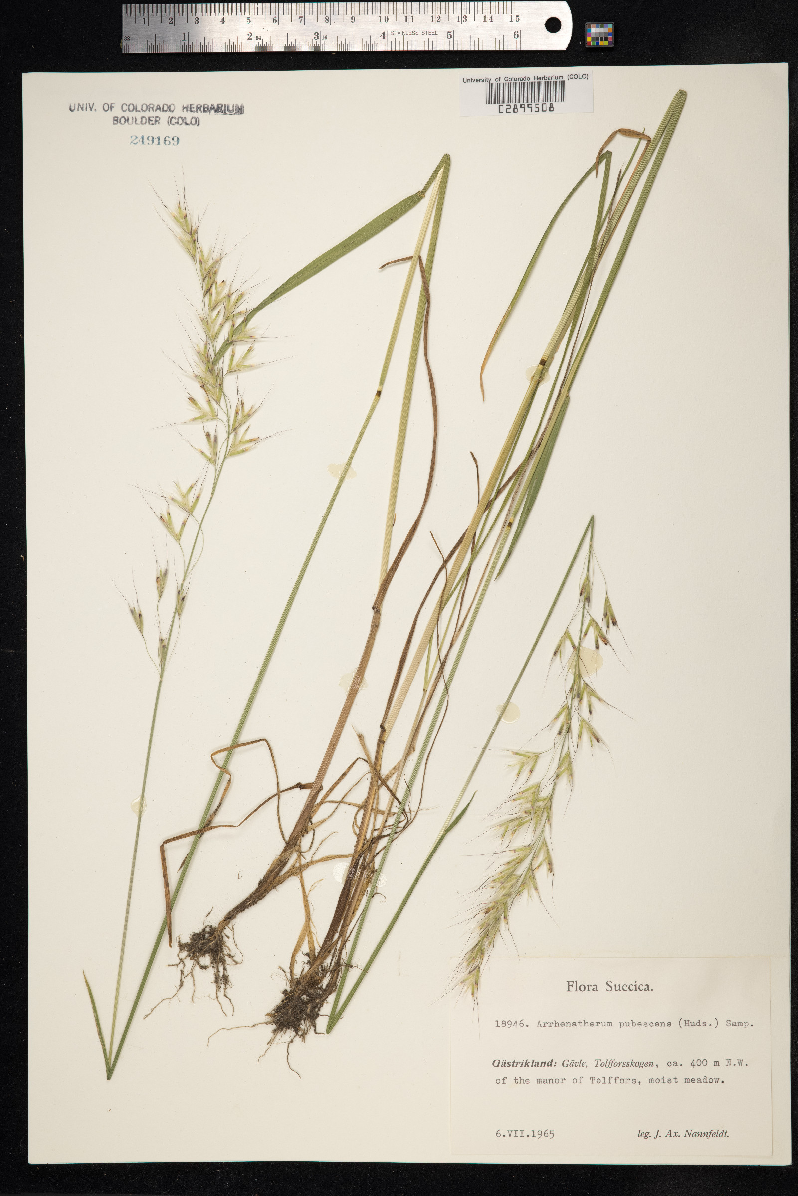 Avenula pubescens image