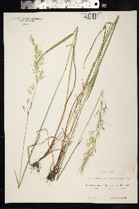 Avenula pubescens image