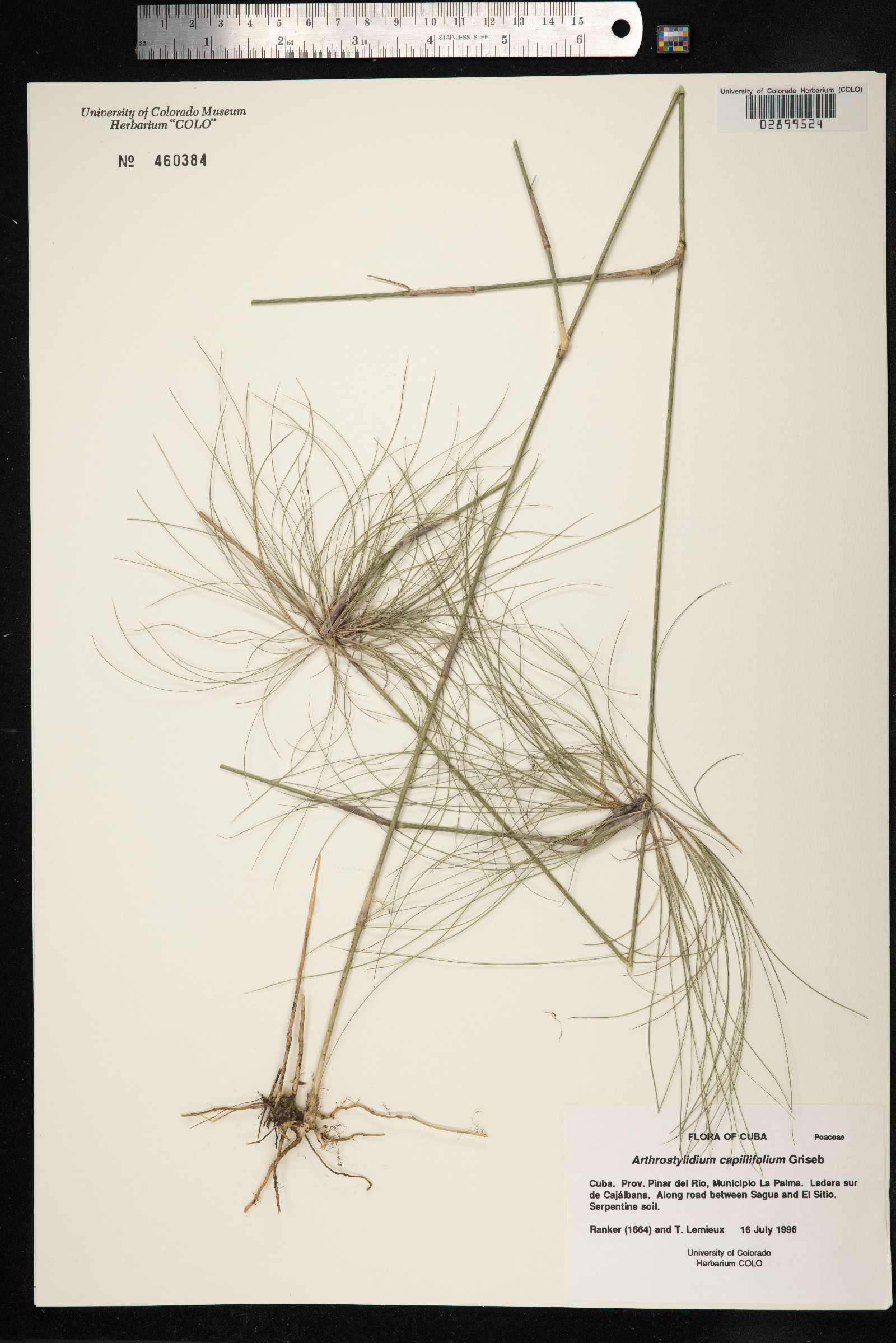 Arthrostylidium farctum image