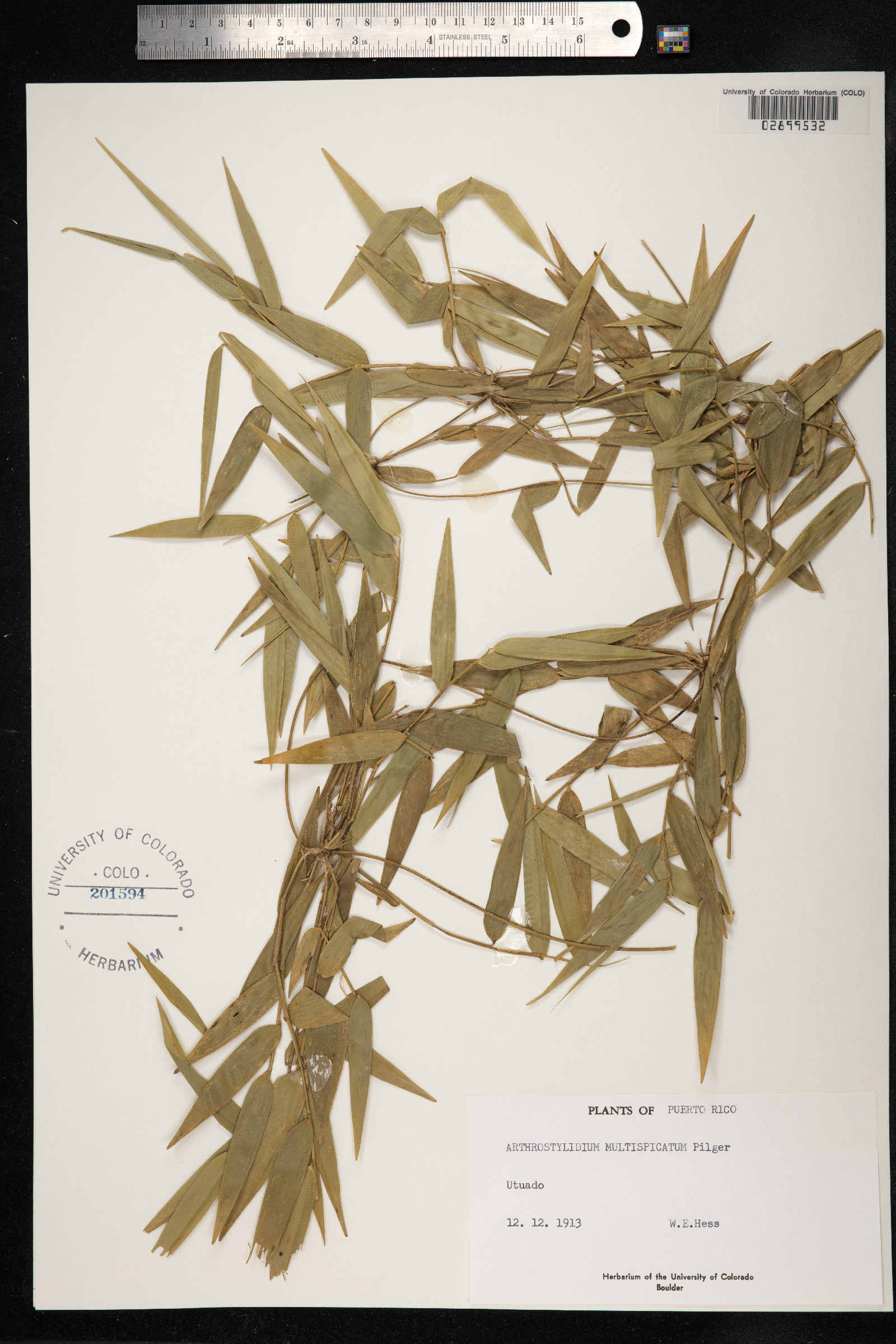 Arthrostylidium multispicatum image