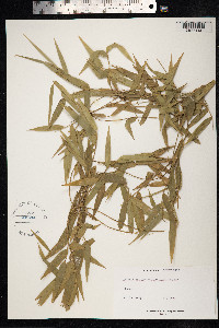 Image of Arthrostylidium multispicatum