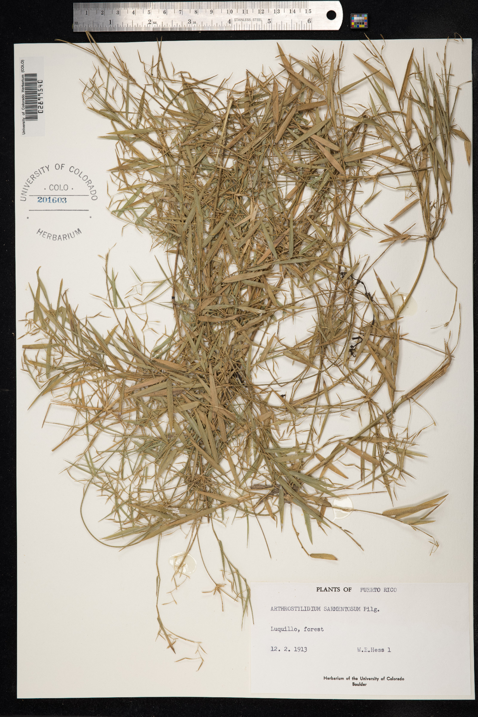 Arthrostylidium sarmentosum image