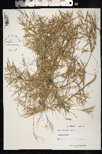 Image of Arthrostylidium sarmentosum