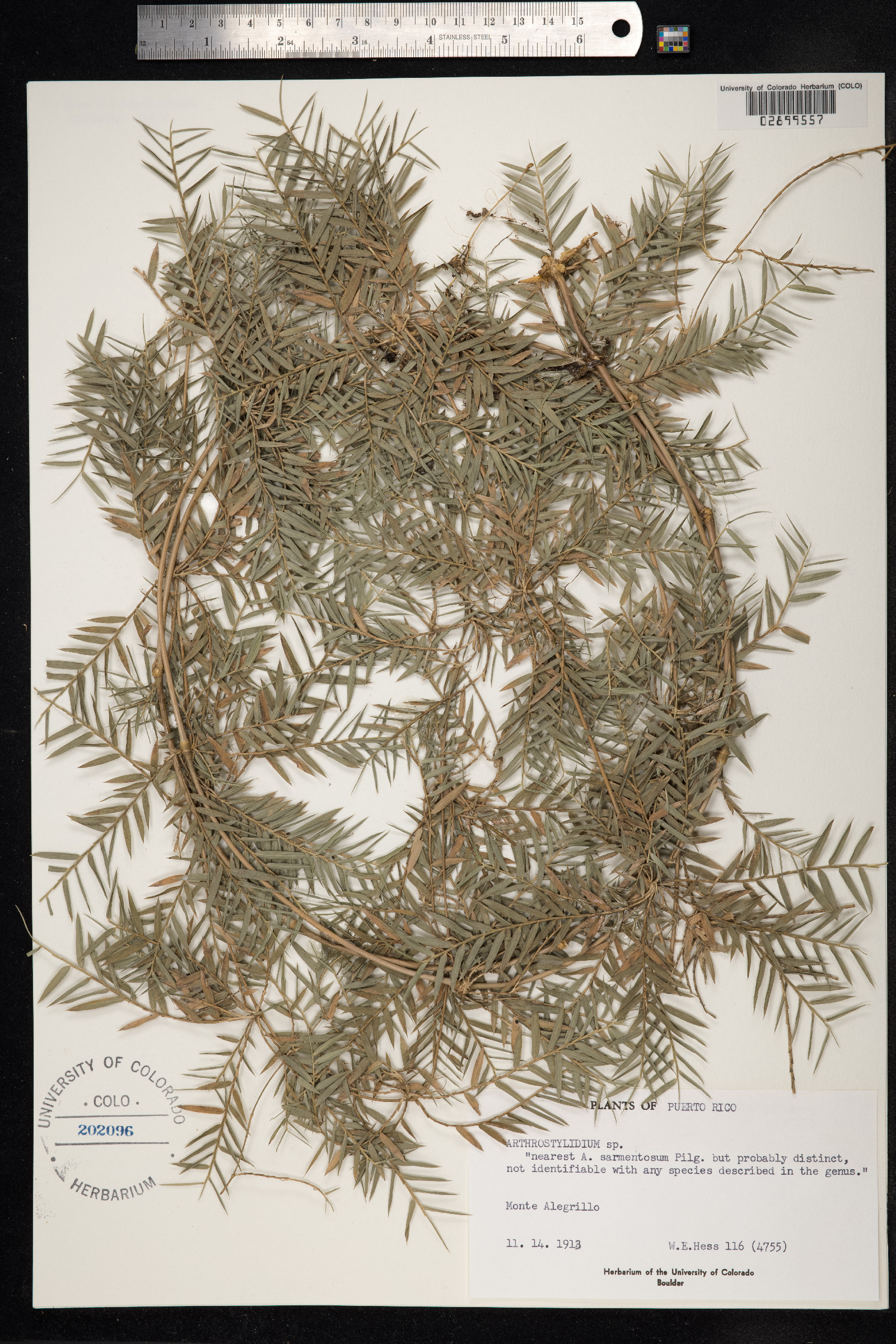 Arthrostylidium image