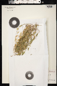 Arthraxon hispidus var. hispidus image