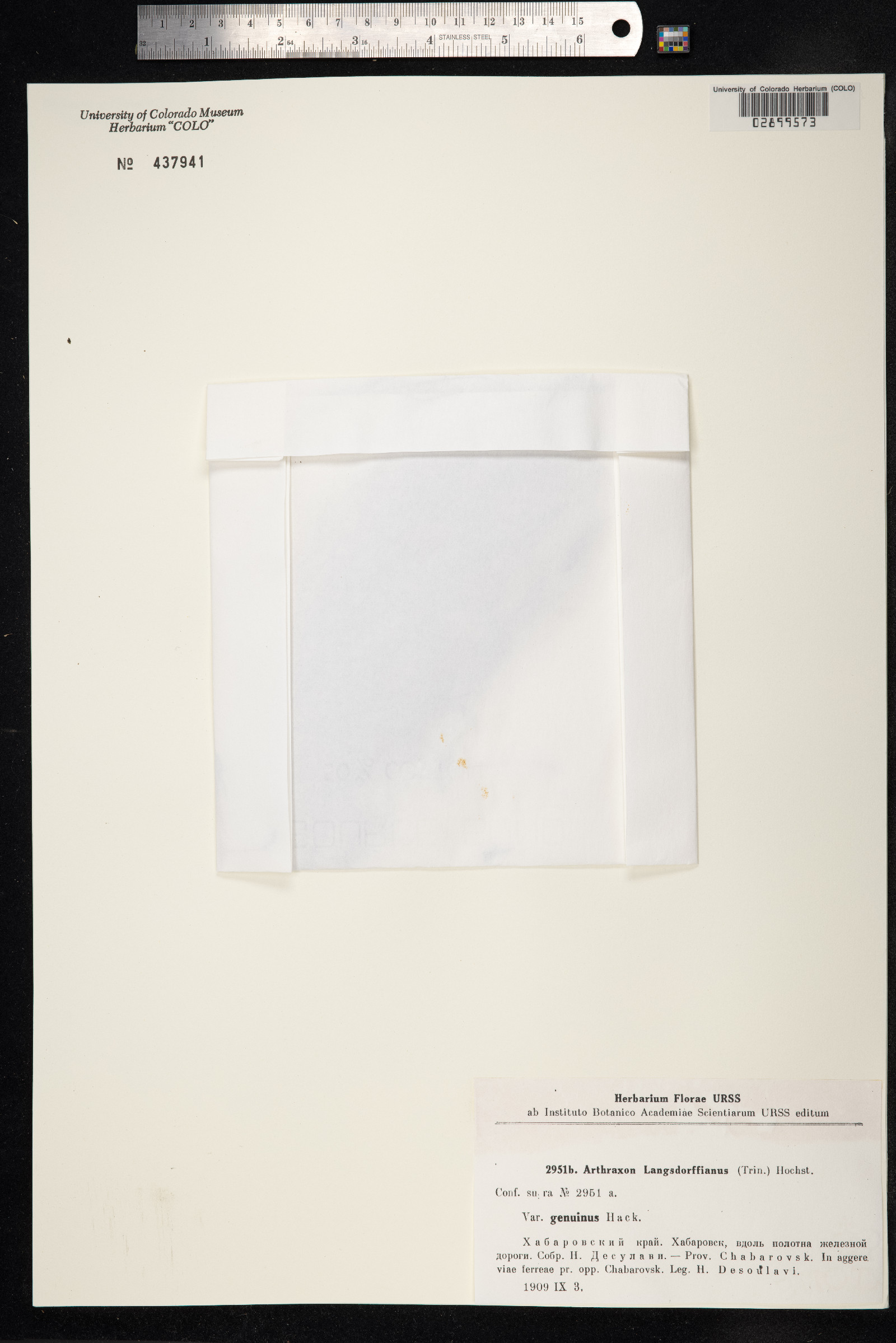 Arthraxon hispidus var. hispidus image