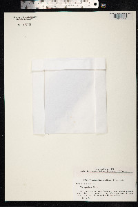 Image of Phalaris hispida