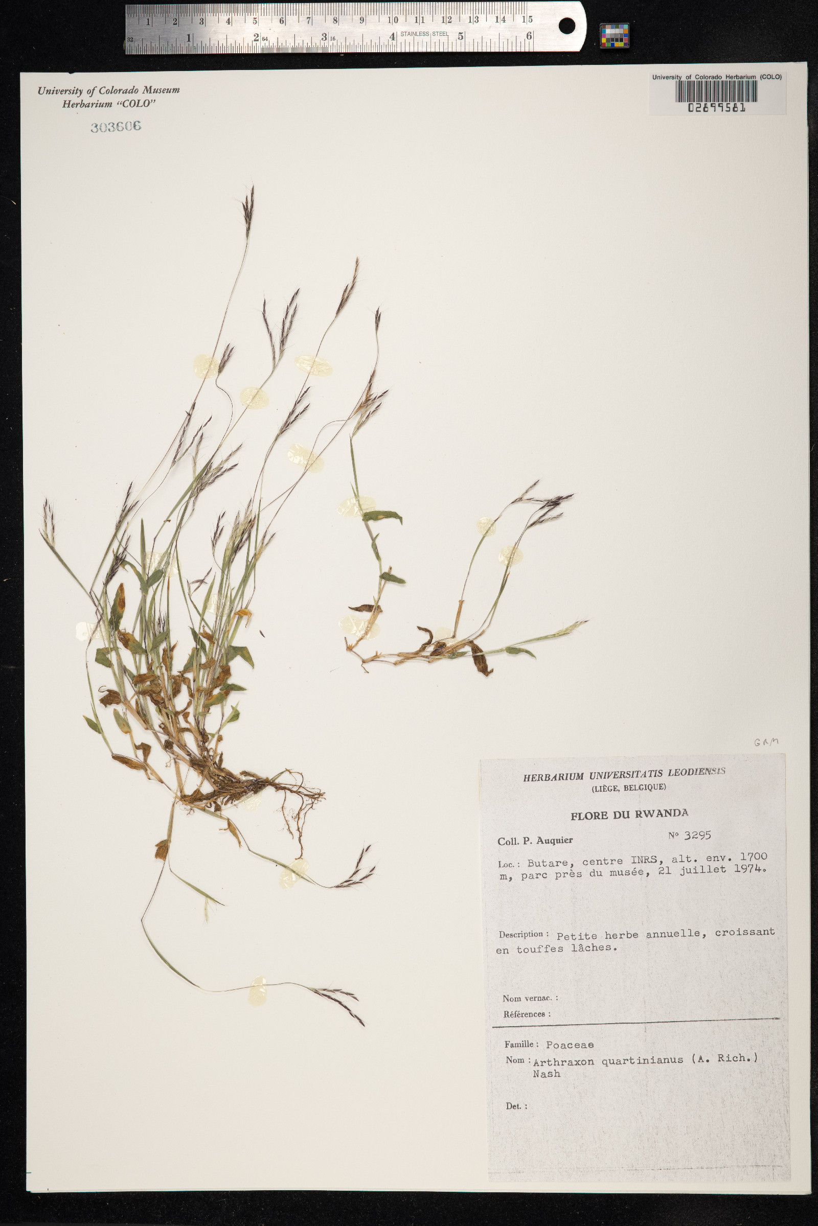 Arthraxon hispidus var. hispidus image