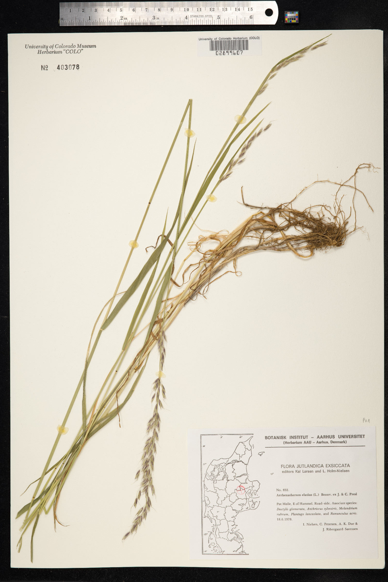 Arrhenatherum elatius image