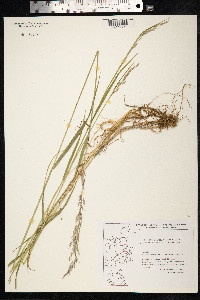 Arrhenatherum elatius image