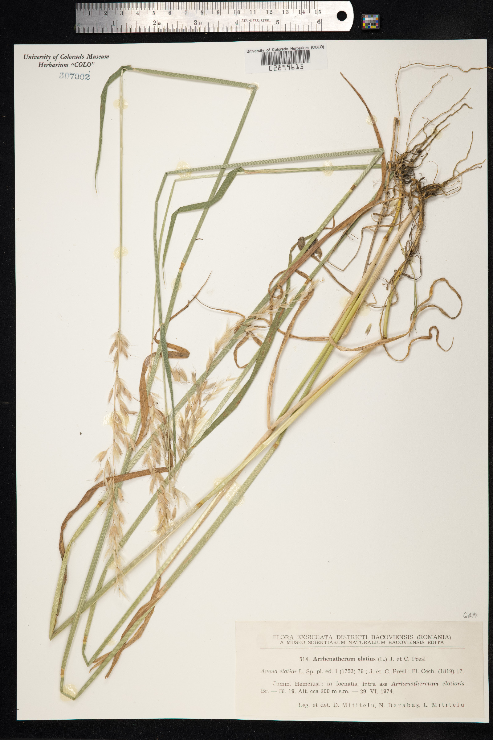 Arrhenatherum elatius image