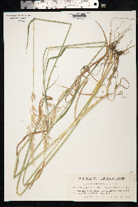 Arrhenatherum elatius image