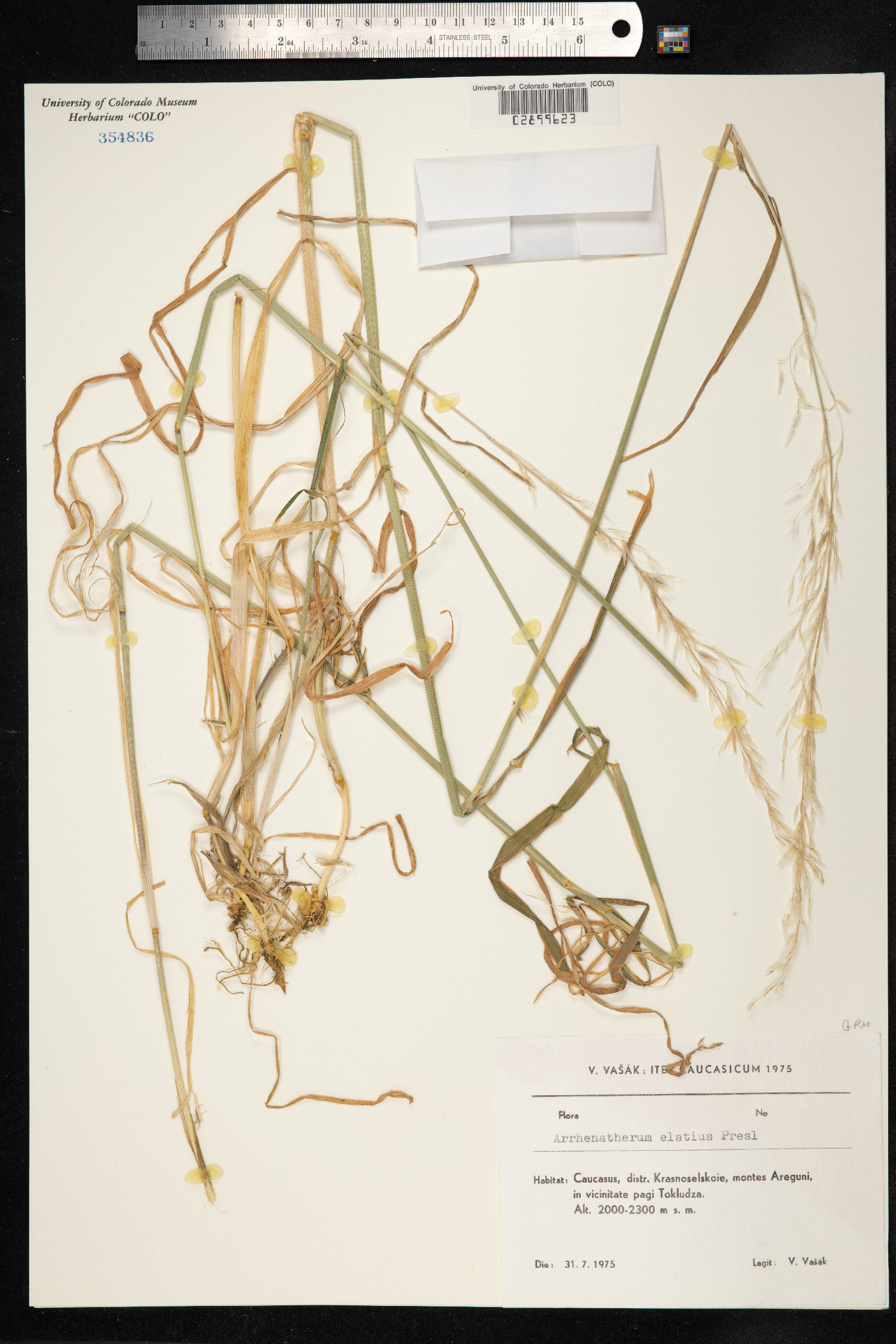 Arrhenatherum elatius image