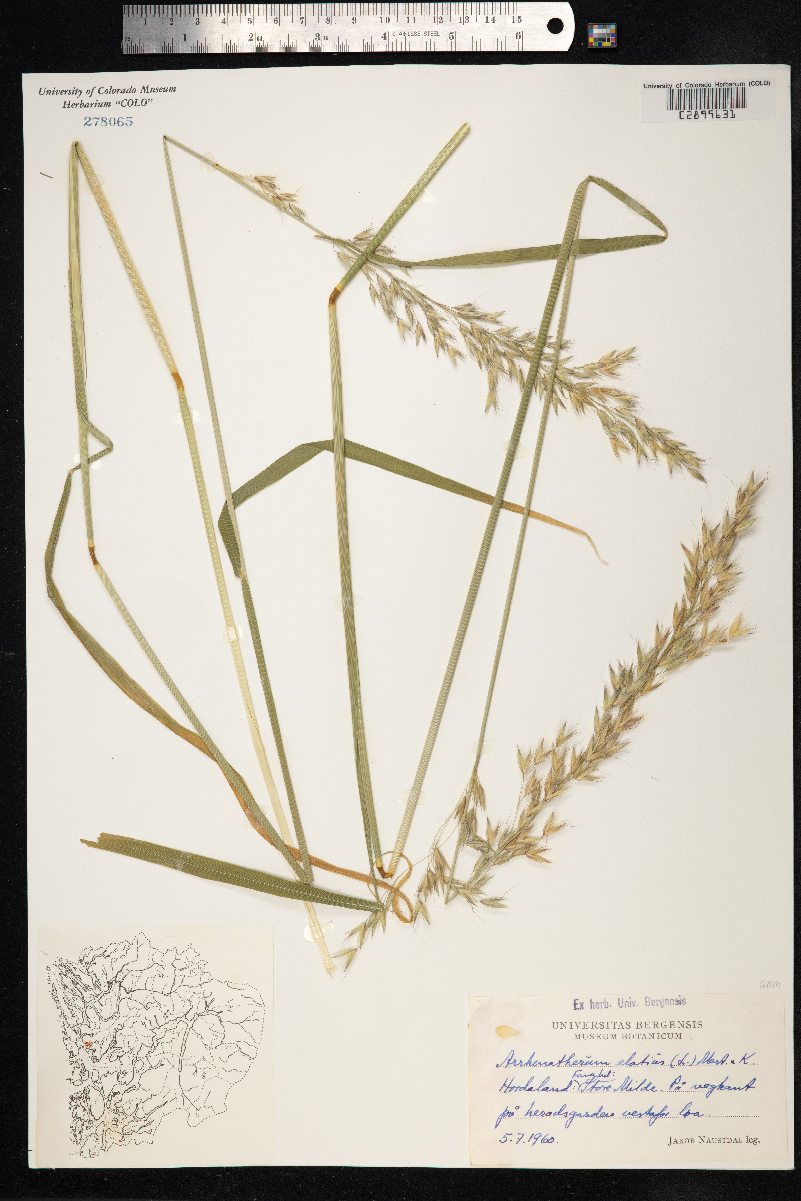 Arrhenatherum elatius image