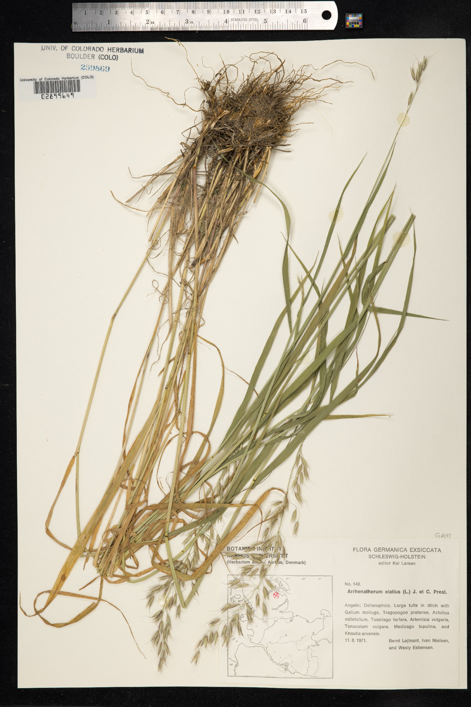 Arrhenatherum elatius image