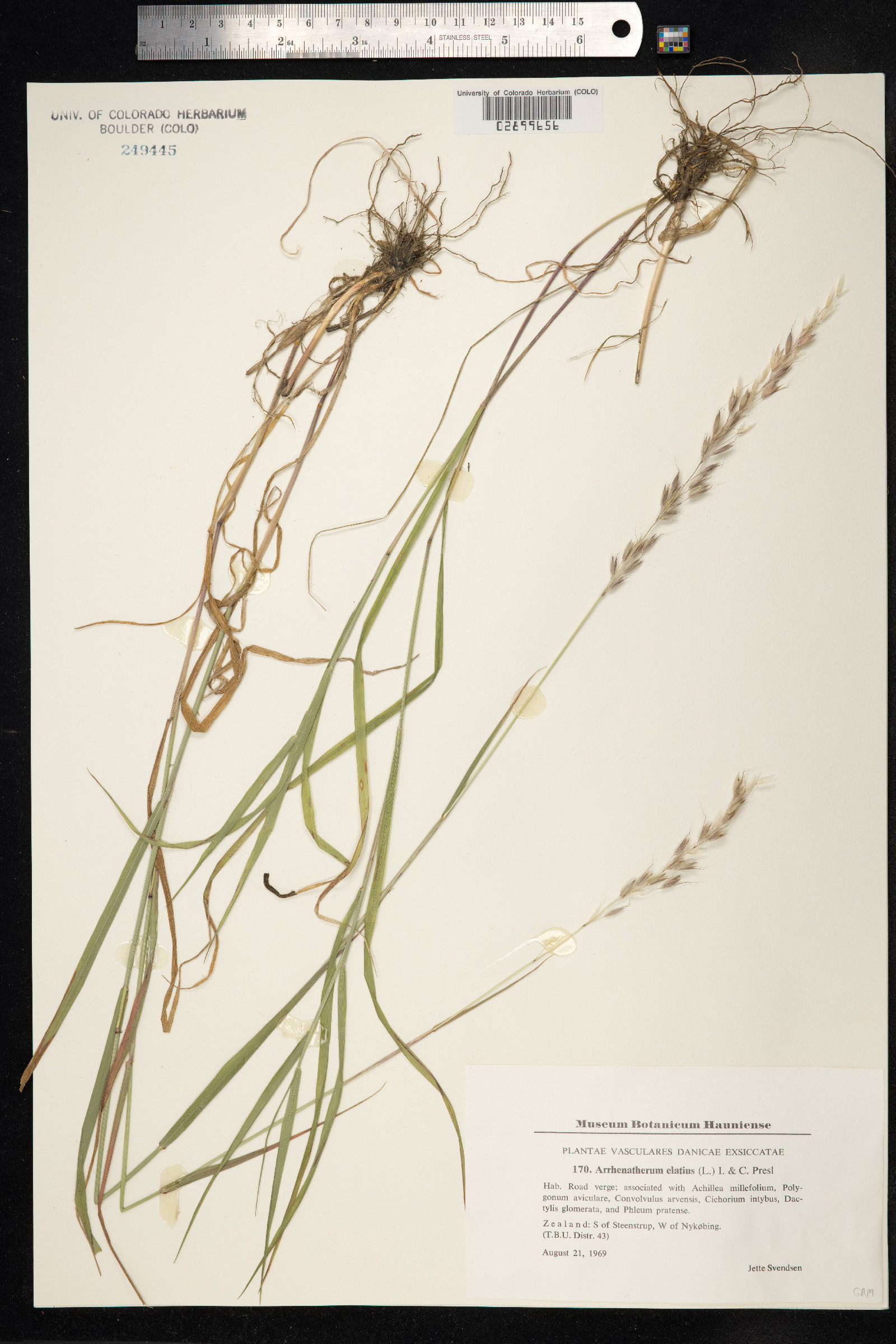 Arrhenatherum elatius image