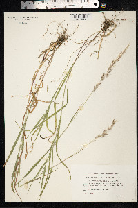 Arrhenatherum elatius image