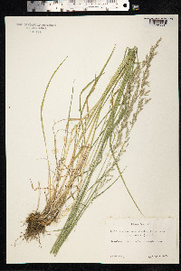 Arrhenatherum elatius image