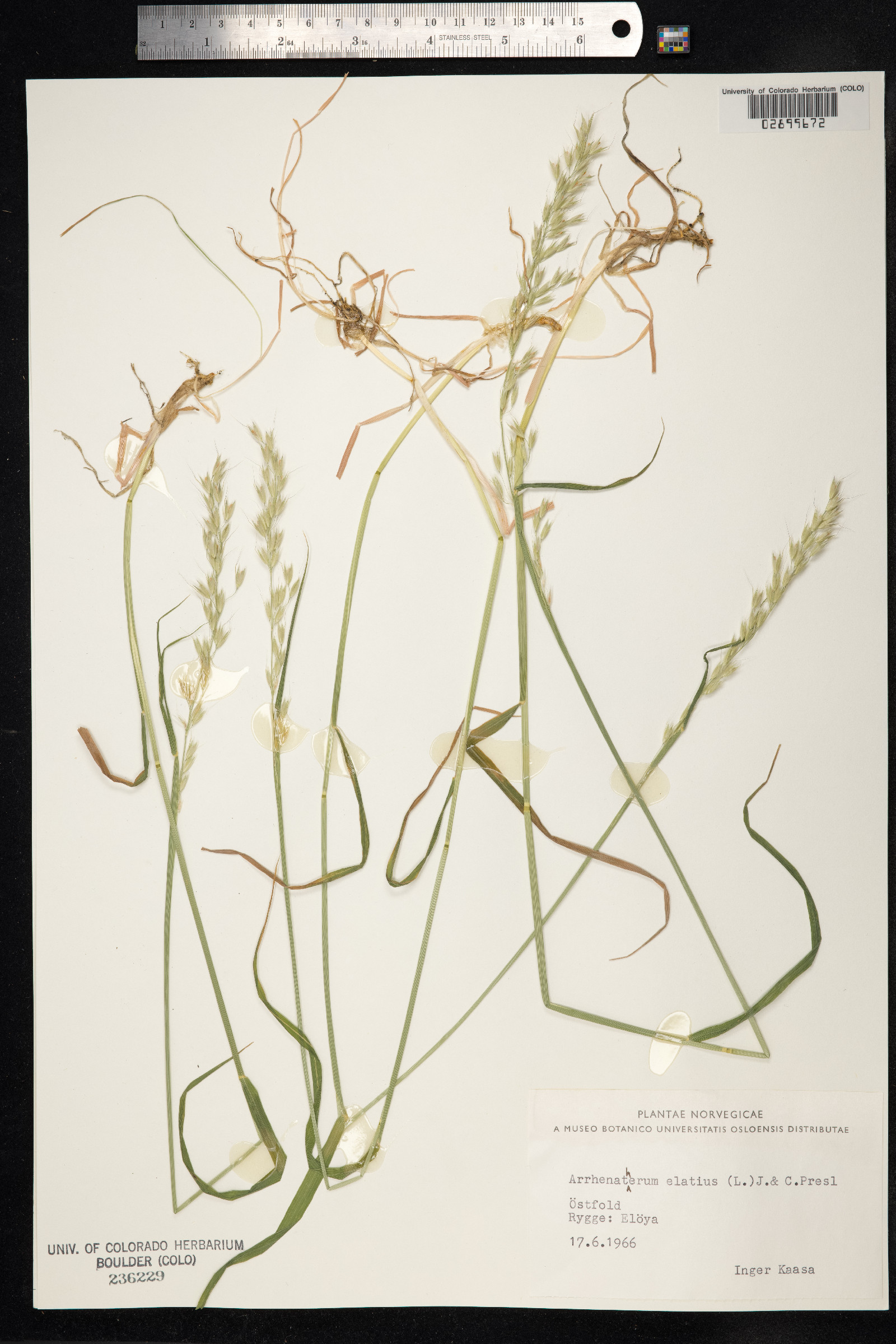 Arrhenatherum elatius image