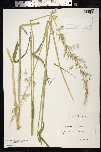 Arrhenatherum elatius image