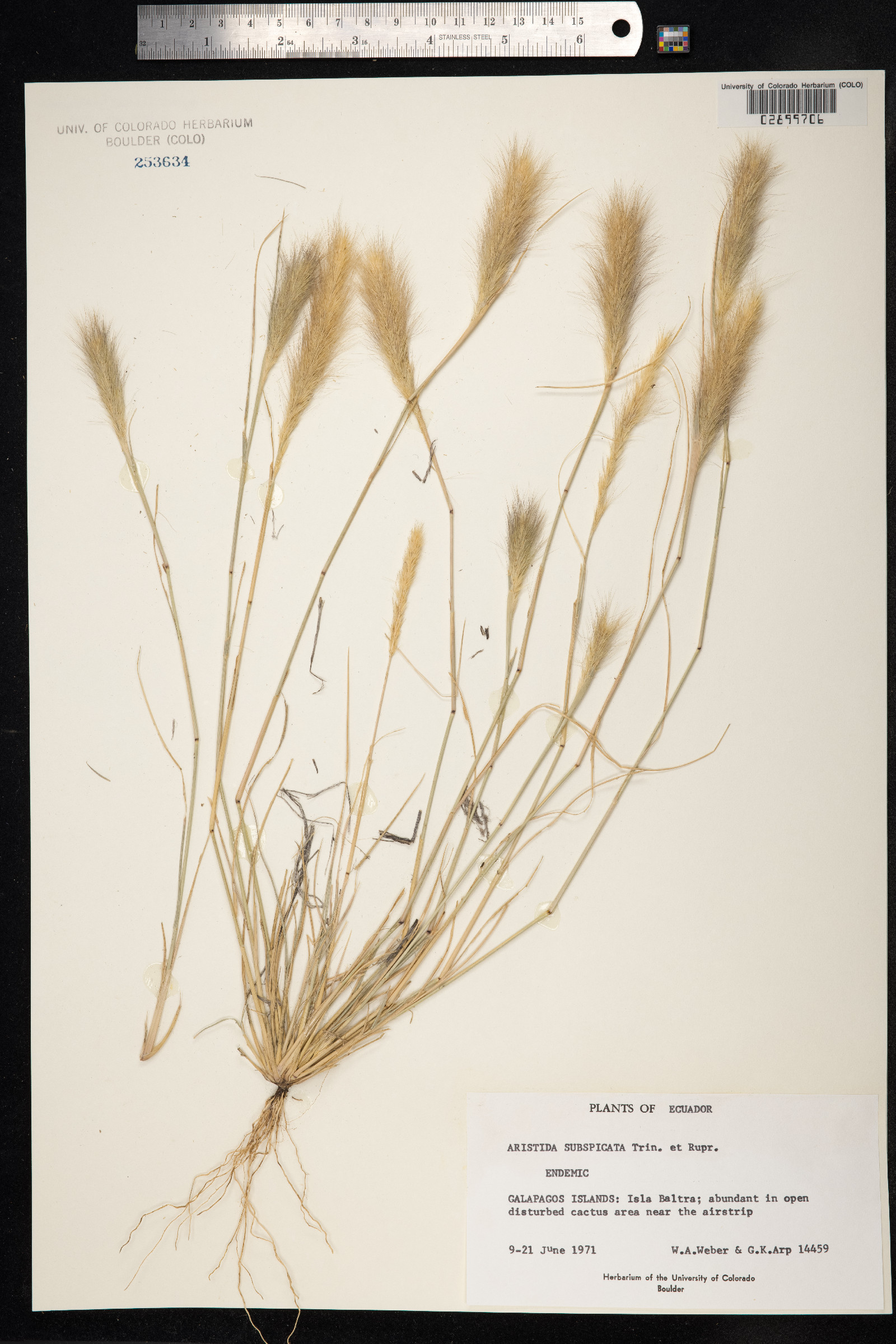 Aristida subspicata image