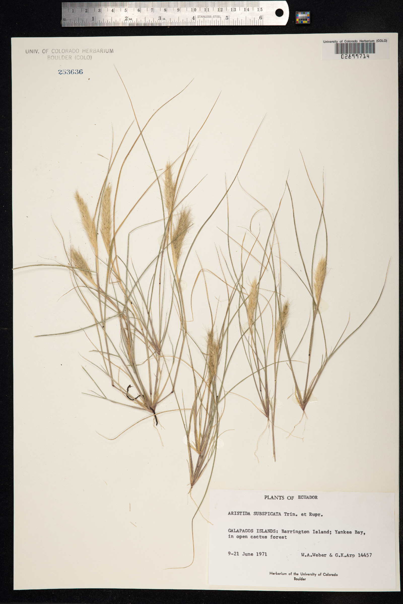 Aristida subspicata image