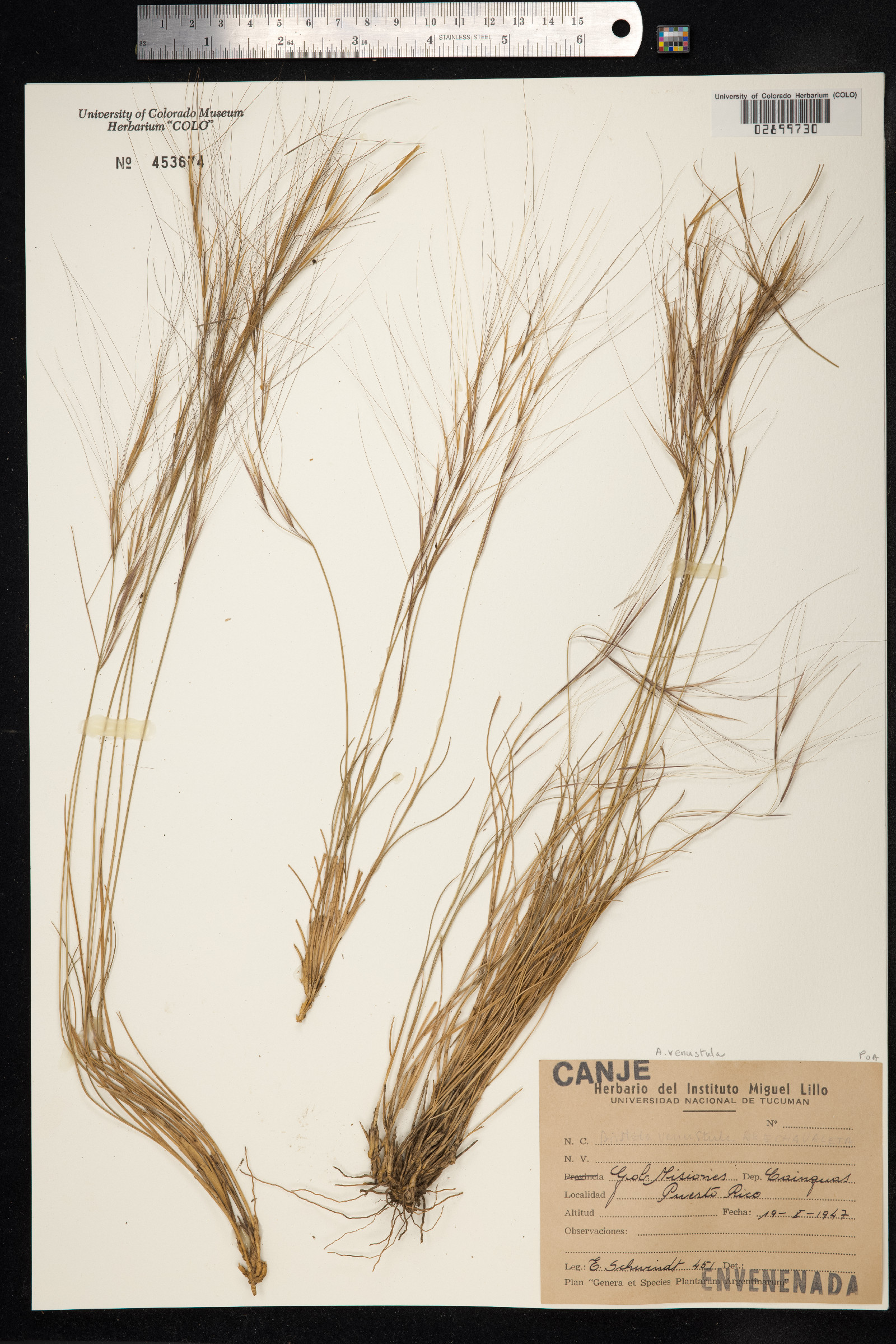 Aristida venustula image