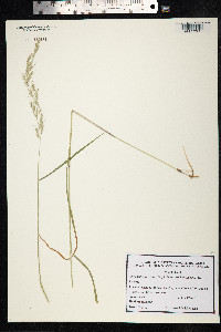 Arrhenatherum elatius image