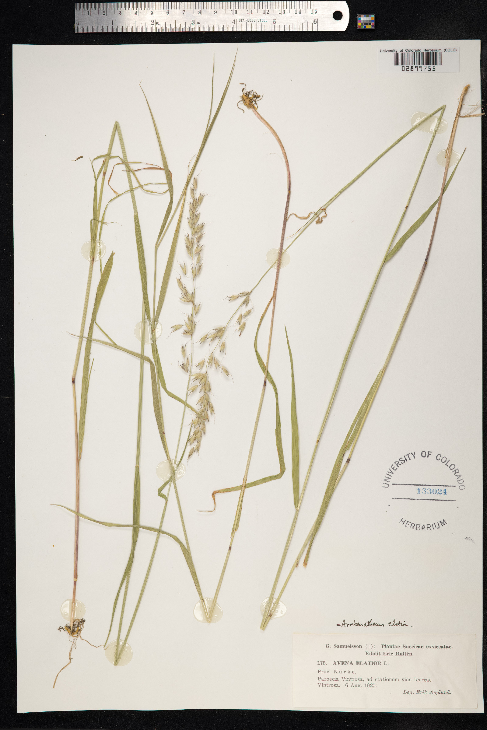 Arrhenatherum elatius image