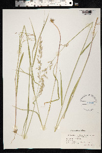 Arrhenatherum elatius image