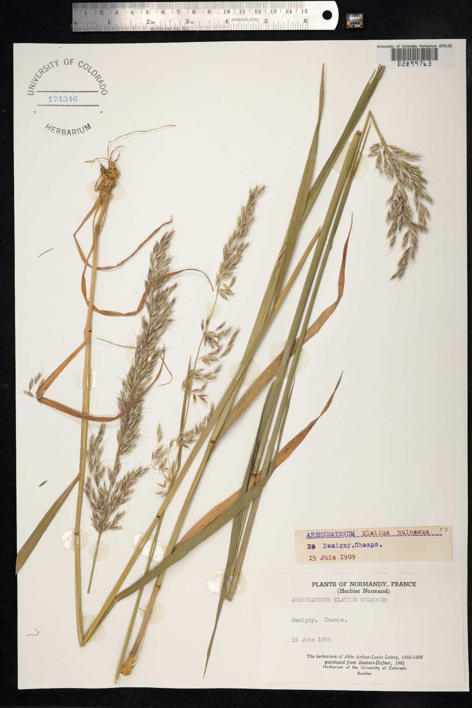 Arrhenatherum elatius image