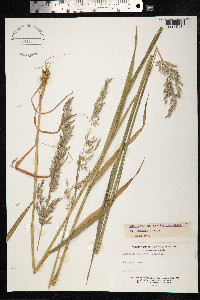 Arrhenatherum elatius image