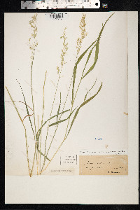 Arrhenatherum elatius image