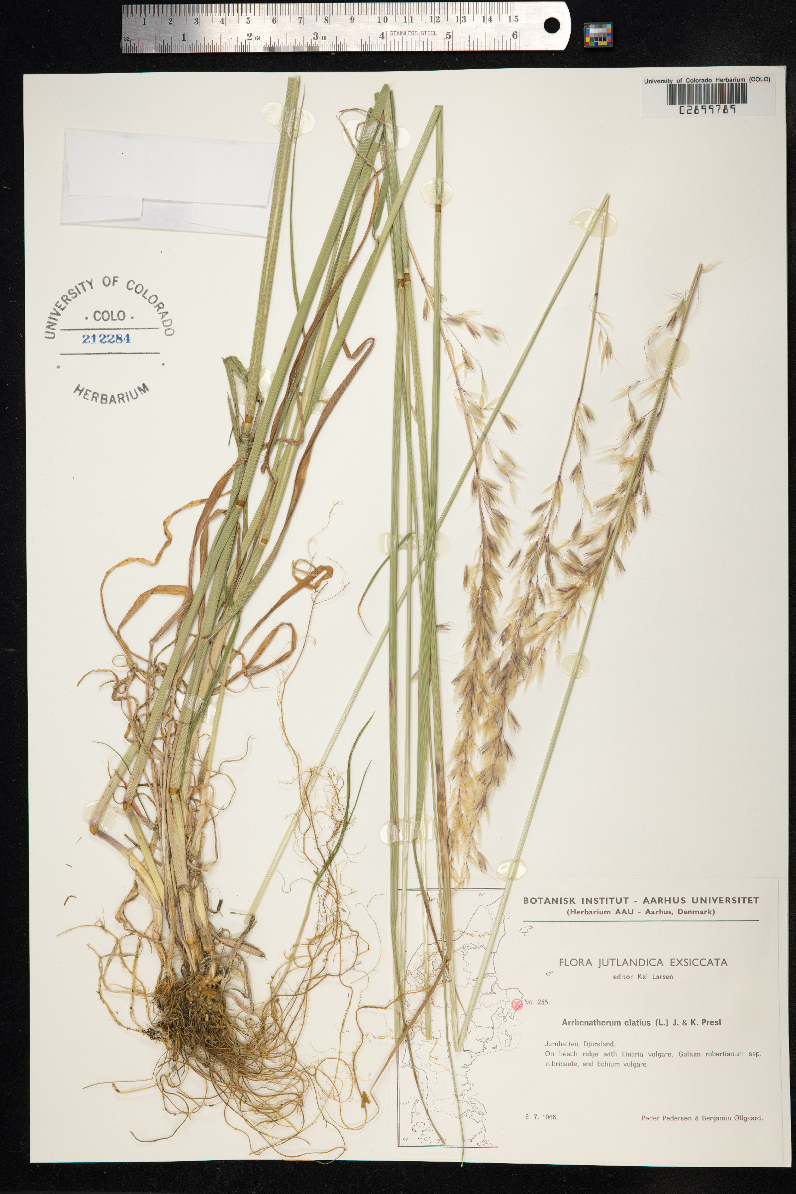 Arrhenatherum elatius image